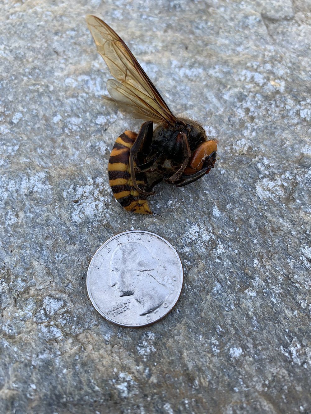 hornet1.jpg